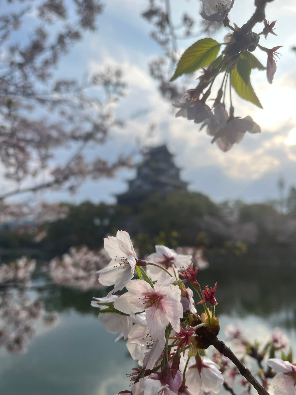 【春の出会いに感謝】早起きが繋いだ、桐箪笥のオーダーメイド